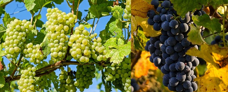 aus-was-trauben-besteht-balsamico.jpg (751×305)