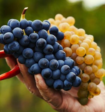 Lambrusco und Trebbiano Traube